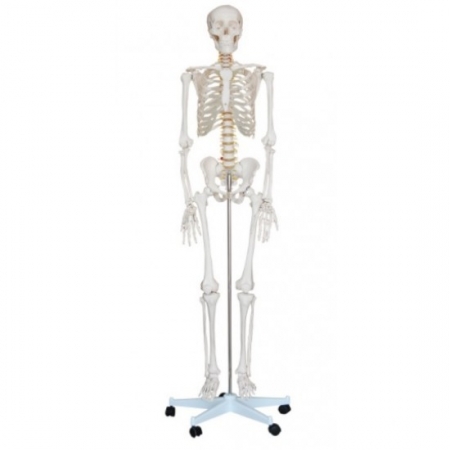 Kostra v životnej veľkosti s výškou 180 cm