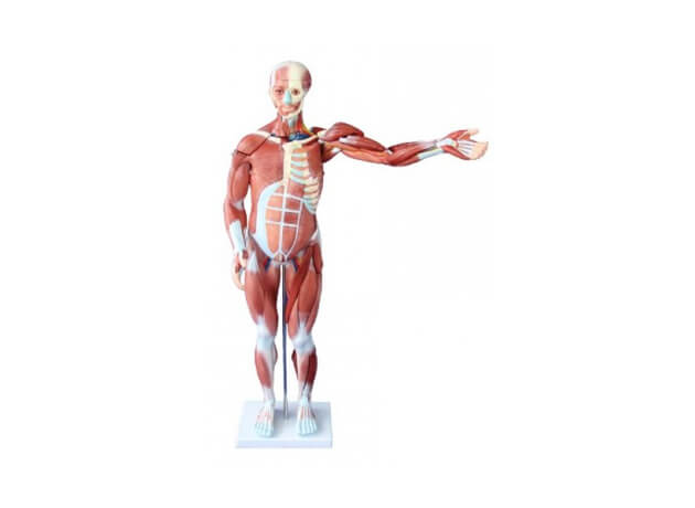 Model ľudského tela 80cm - muž