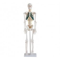 Stredne veľká kostra s miechovými nervami, výška 85 cm