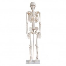 Stredne veľká kostra, výška 85 cm