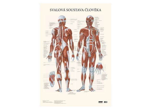 Svalová sústava človeka 48x70cm